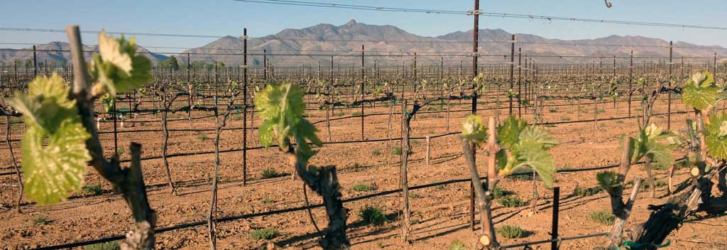 Bud break in the vineyard