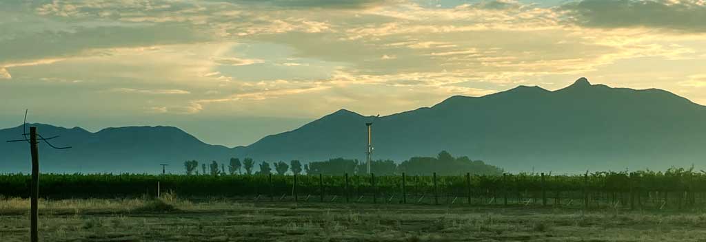 Bud break in the vineyard