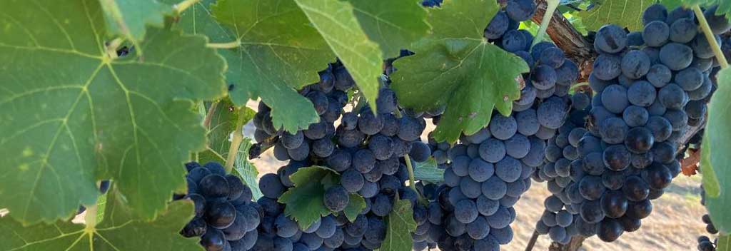 Tempranillo grapes say Pick Me