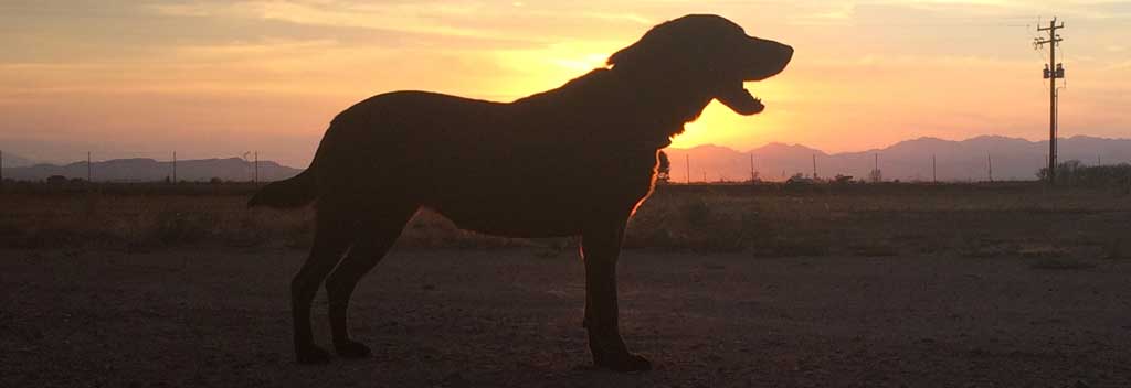 Tilly with sunset background