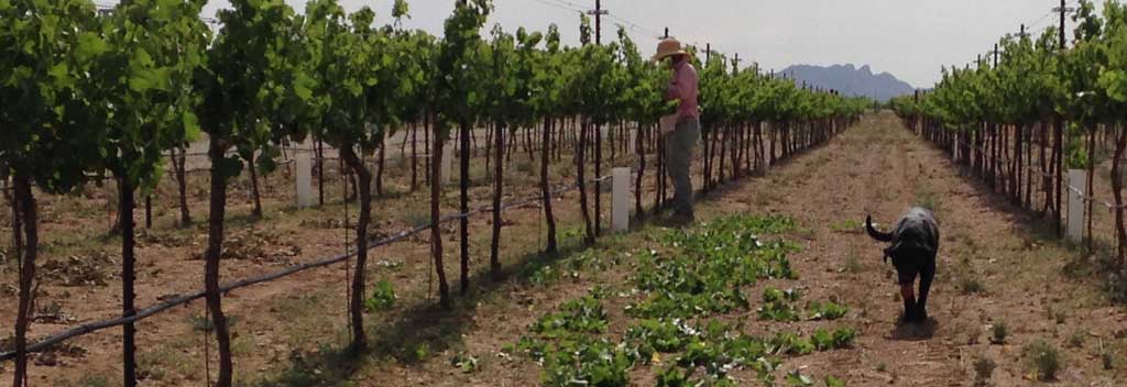 Tilly helping thin vines