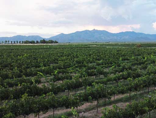 View of vineyard and mountains