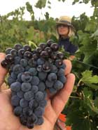 Grape cluster in hand, Rhona in background