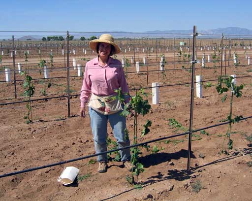 Rhona training young vines