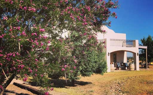 View of tasting room building through the desert willow
