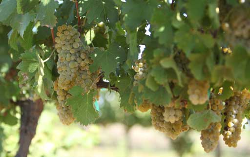 Ripe Viognier clusters on the vine