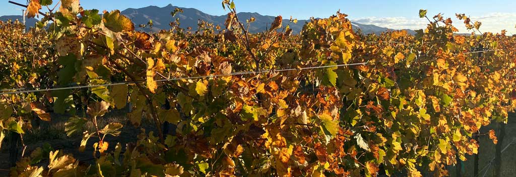 Autumn colors in the vineyard