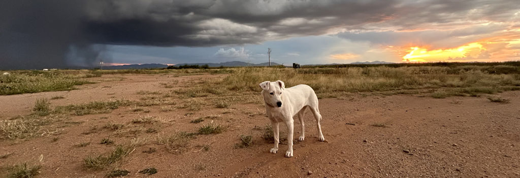 Lexi with stormy sunset in background
